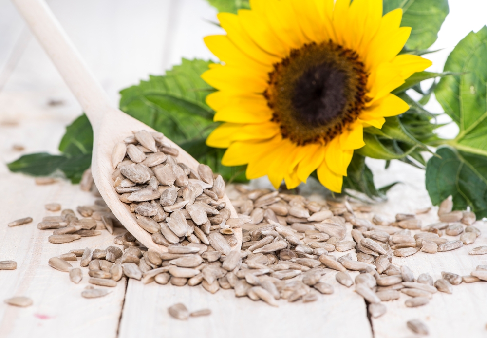 sunflower and seeds