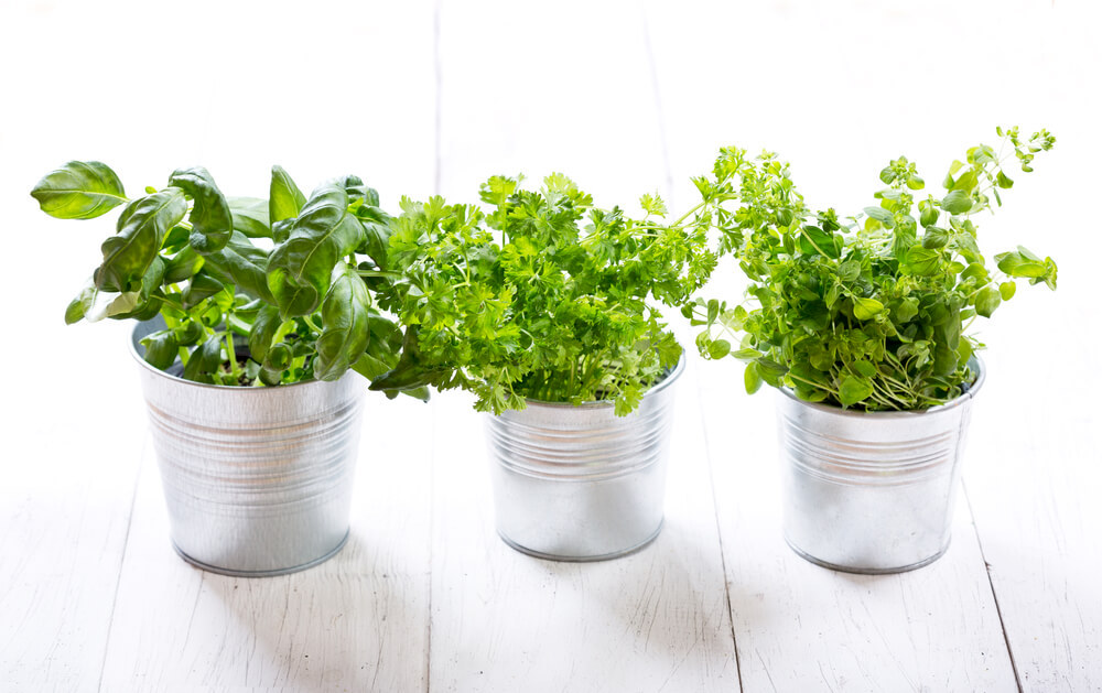 3 potted herbs 