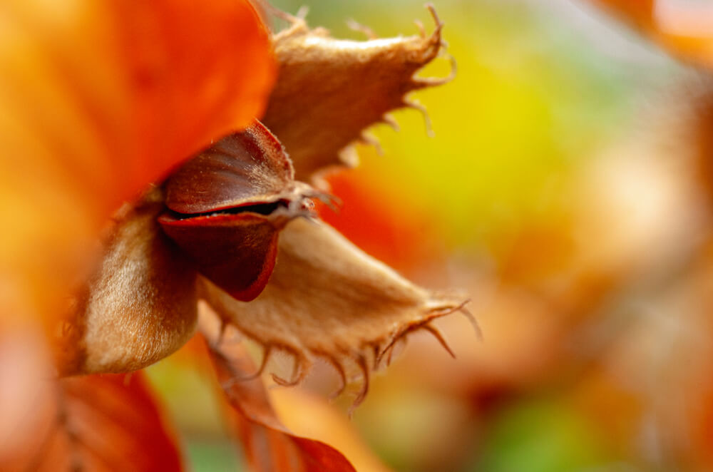 Close up of beech bud