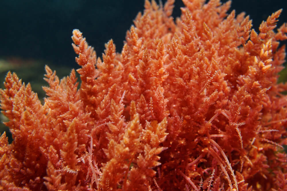 Red seaweed plant