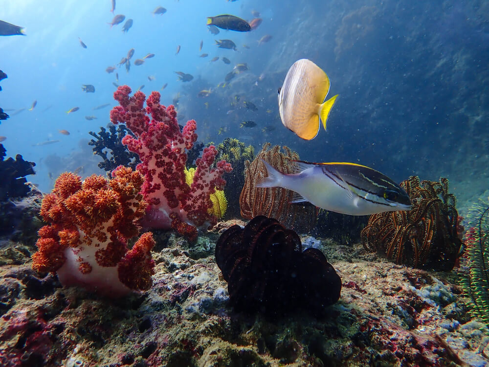 Underwater scene with fish and coral and seaweed