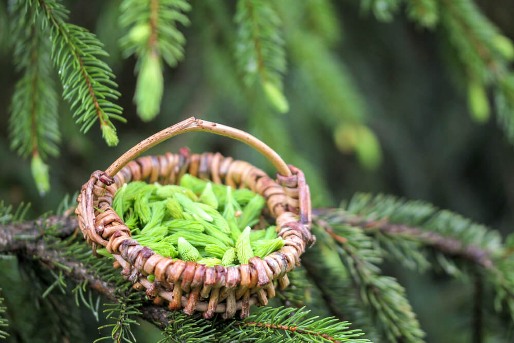 spruce tips in basket